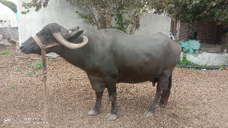 भेस वेस वानी सै
