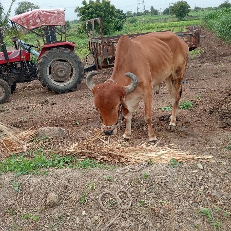 બળદની જોડે વેચવાની છે