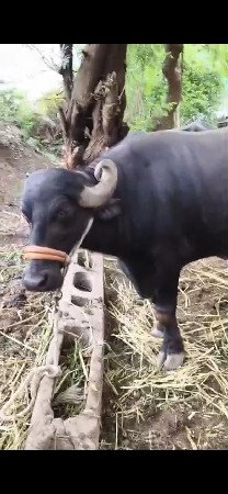 ભેંસ વેચવાનીછે બીજુ વેતર વિયાછે