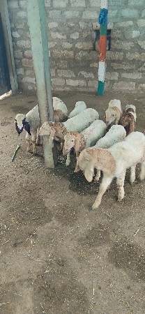 9898777132