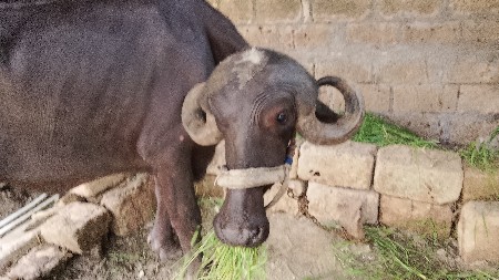 ખળેલી વેચવાની છે