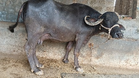 ભેંશ વેચવાની છે