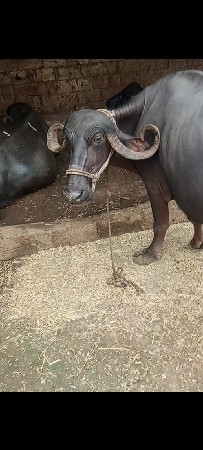 આ ભેંસ વેચવાની છે