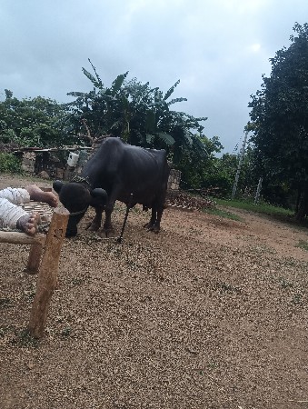 ભેષ વેચવાની છે