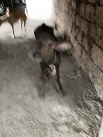 બીજા વેતર ની ભેંસ વેચવાની છે