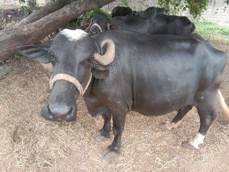 આ ભેંસ વેચવાની છે