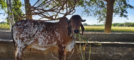 ગીર ગાય