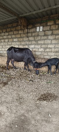 પેલું વેતર છે