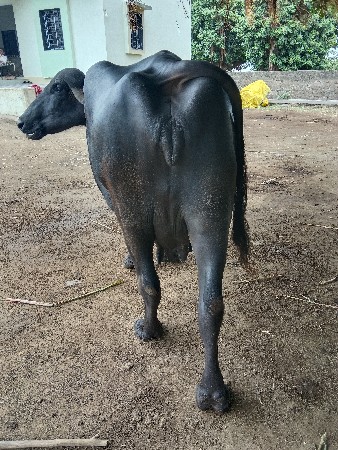 ભેંસ વેચવાની છે