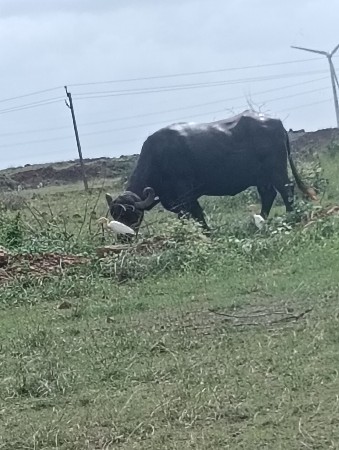 ભેશવેશવાનિશે