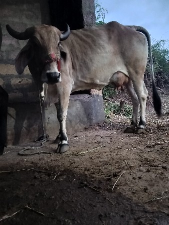 ગાય દેવાનિછે