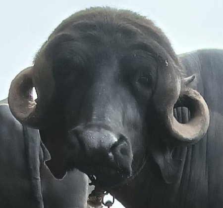 વેચવાની