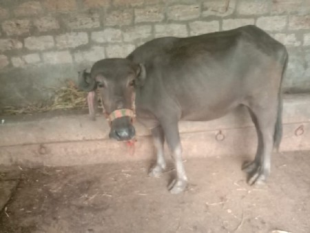 ખડેલા,2વેચવાના,છે