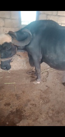 ભેસ વેસવાનીછે