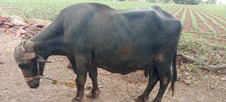 વેચવાની છે અંદાજીત કિંમત રૂ