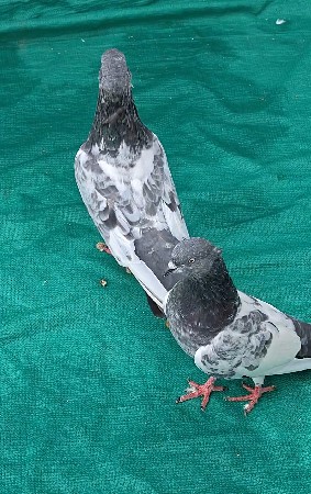 મારવાડા કબૂતર