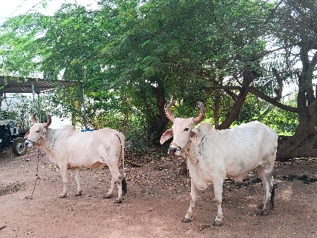 ઘોધલાં વેચવાનાં છે