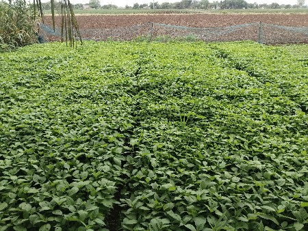 ઓરિજનલ દેસી મરચા રેશમ પટો