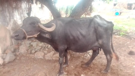 ભેંસ વેચવાની છે