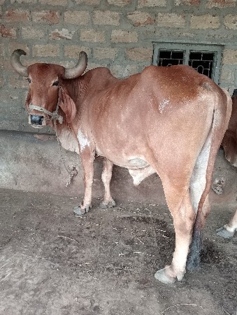 બળદ વેસવા નો છે