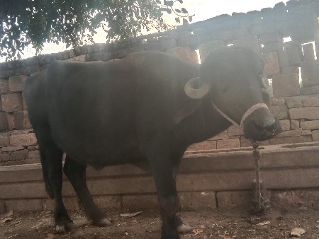 ખડેલી વેચવાની છે