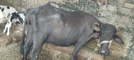 સોનિંગભાઈ ચાવડા