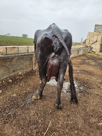 ભેંસ વેચવાની છે