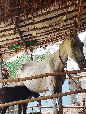 ઘોડી વેશવા ની સે સુખમાં દેવા ની