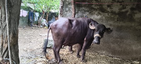 અભ્યાસ વેચવાની છે