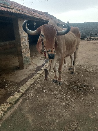 બરધવેશવાનોછે