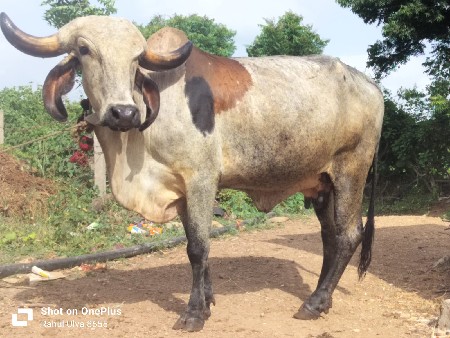 લીલડી ઓડકી વેચવાની છે