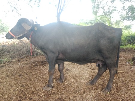 ભેંસ વેચવાની છે