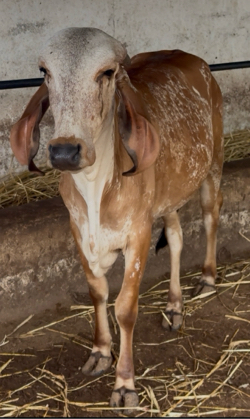 ઓડકિયૂ