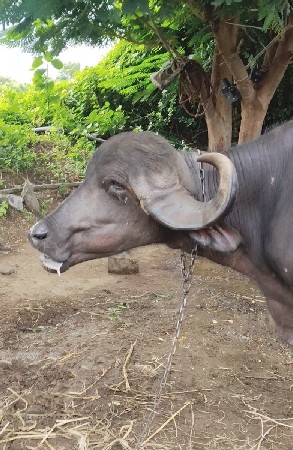 વેચવાની છે