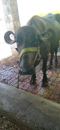 ખળેલી વેચવાની છે