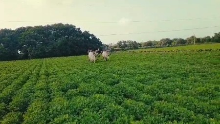 ગોઢલા વેચવાના છે