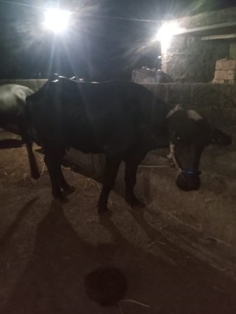 ભેશૂ
