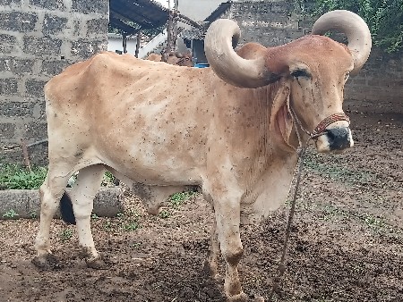 બળદ વેચવા નો છે