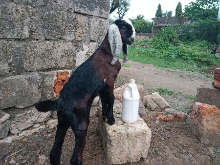 દોઢ મહિના નો બકરો વેચવાનો છે