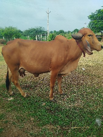 બીજું વેતર વિયા છે