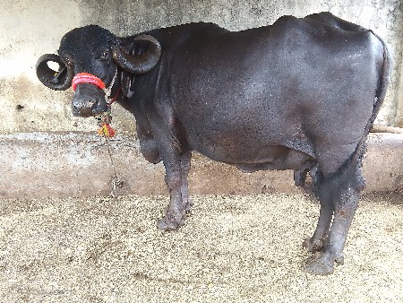 ભેસુ વેચવાની યુ છે