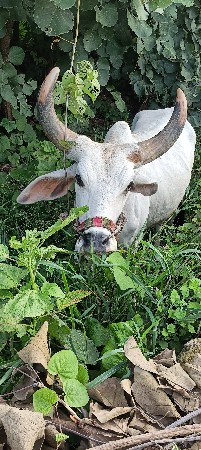 4દાતેછે ફુલપાણીયારા