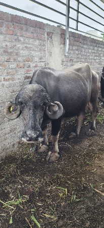ભેંસ વેચવાની છે