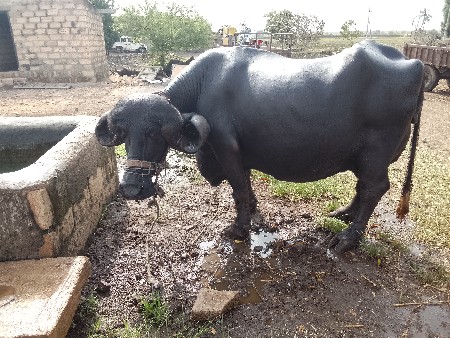 દસ દીવસ ની વ્યાણલ