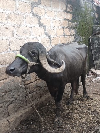 ખડેલી