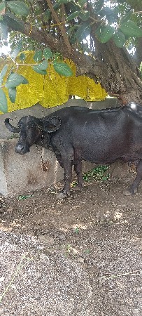 ભેંસ વેચવાની છે