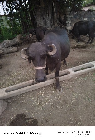 ભેસ વેચવાનિ છે