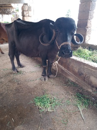 જાફરાબાદી ખડેલી