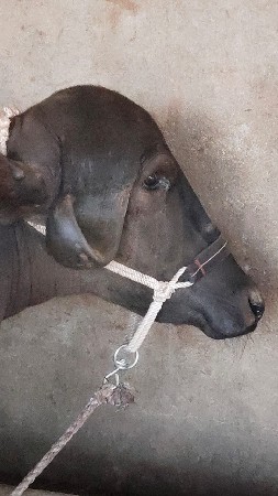 ખળેલી વેચવાની છે