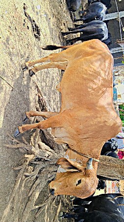 બે વાસડી 1 ગાભણ છે